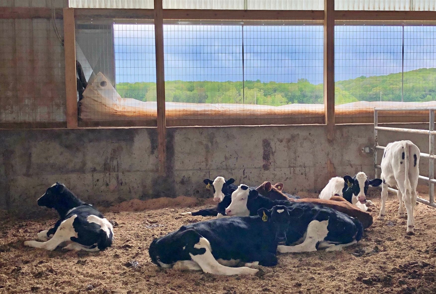 Crystal Ball Farms calves